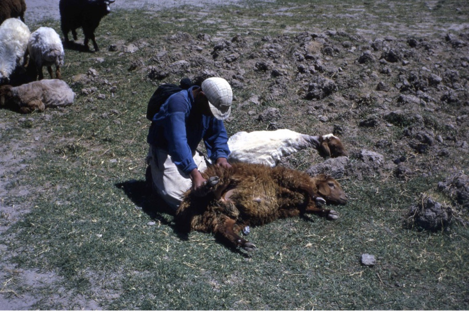 Collecting ticks Iran
