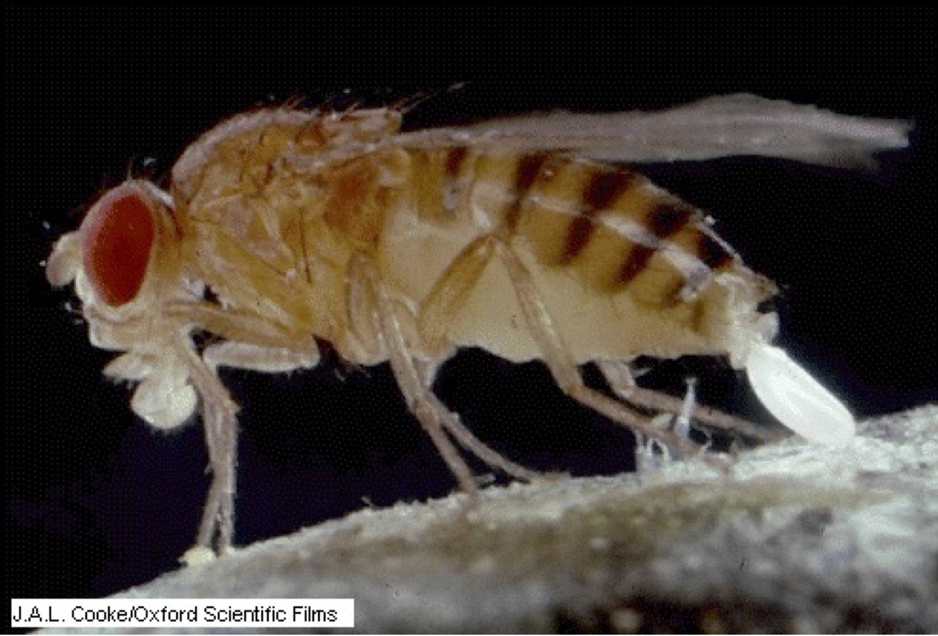 Drosophila