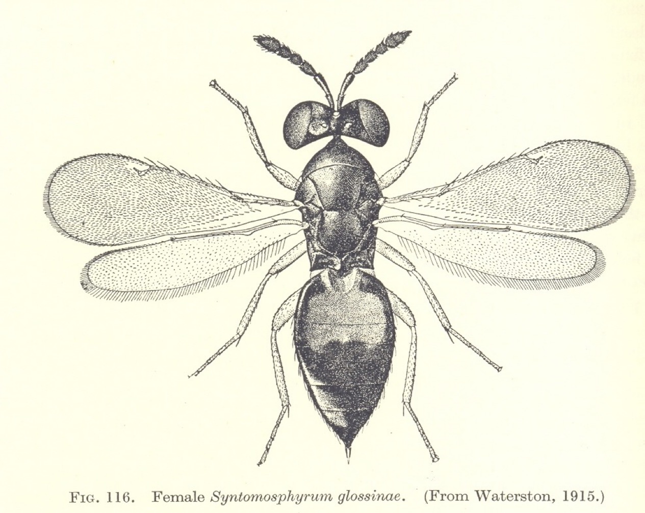S glossinae